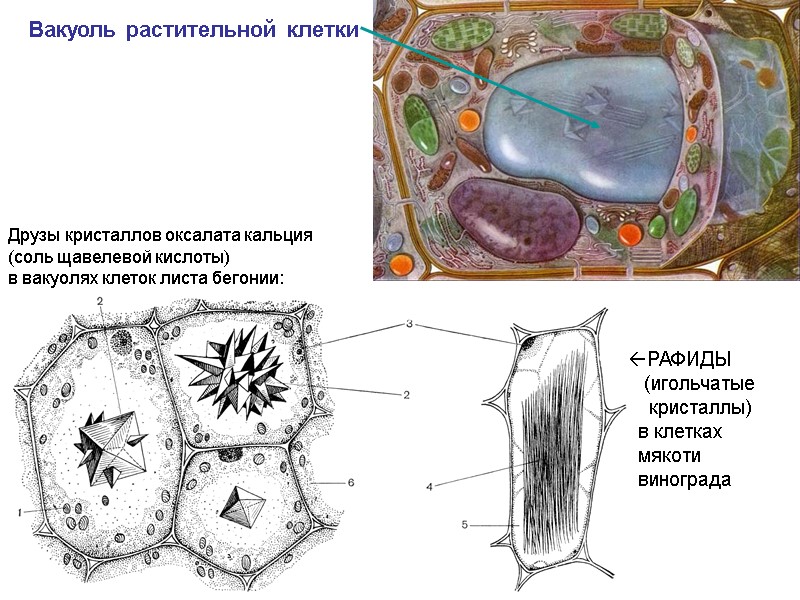 Вакуоль растительной клетки Друзы кристаллов оксалата кальция (соль щавелевой кислоты) в вакуолях клеток листа